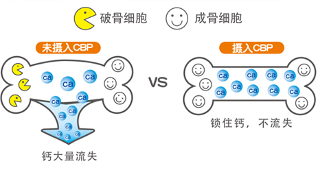 骨密度检测仪厂家国康报道鉴定出一种新的骨密度调节因子